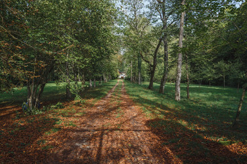 Rural road in the forest in a sunny day