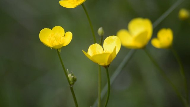 Fiori gialli di campo