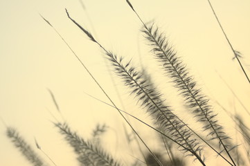 Flowering grass tree with light yellow background