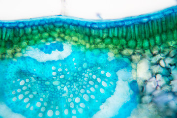 Cross-section leaf Plant of under the microscope for classroom education.