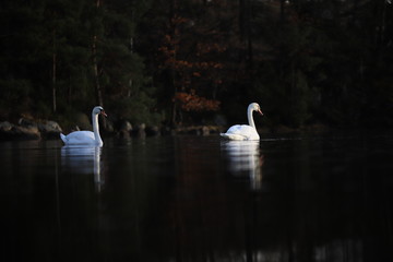 White swans on a lake 
