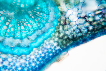 Cross-section leaf Plant of under the microscope for classroom education.