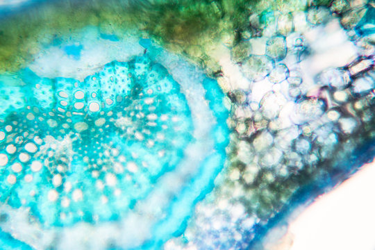 Cross-section leaf Plant of under the microscope for classroom education.