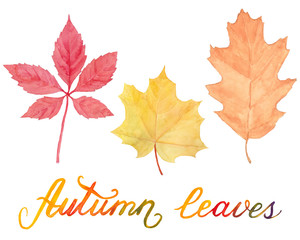 Watercolor hand drawn set with autumn color leaves and lettering isolated on white background, goor for card, invitation, pattern, decoration etc.