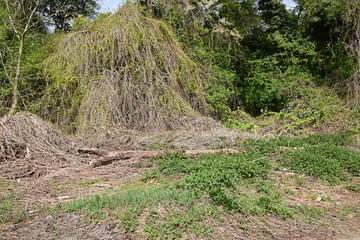 Panoramic view of the forest with green grass and trees in summer time.