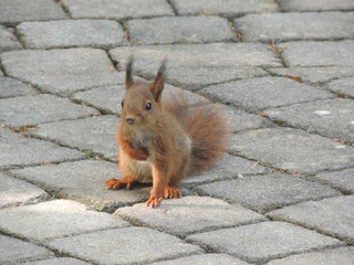 Eichhörnchen