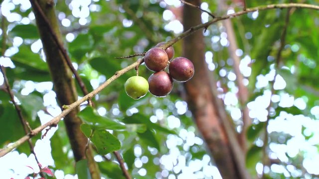 Fruit Ramontchi - Scientific Name is "Flacourtia indica (Burm.f.) Merr." Rare wild fruit in Natural area Shot from real space in the tropical region of Narathiwat, southern Thailand.