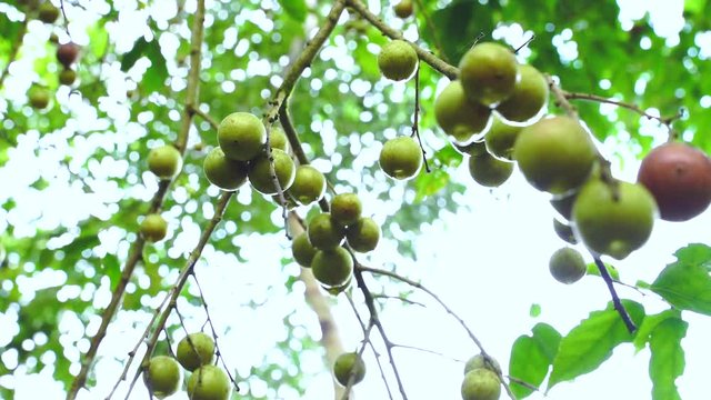 Fruit Ramontchi - Scientific Name is "Flacourtia indica (Burm.f.) Merr." Rare wild fruit in Natural area Shot from real space in the tropical region of Narathiwat, southern Thailand.