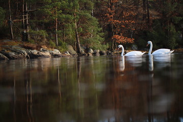 White swans on a lake