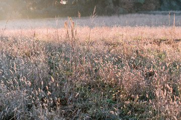 Campo de plantas secas soleado