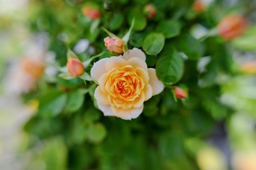 rose in the garden