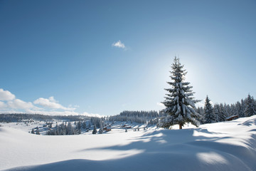 Alpine landscape with snow covered mountains and pine forest