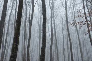Misty spooky dark forest