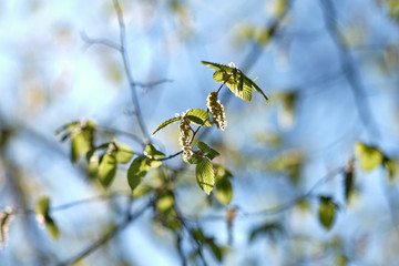 The green leaves and blossoms of a hornbeam tree in spring on a beautiful sunny morning with blue sky in Nuremberg, Germany, in April 2019