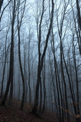Fototapeta na wymiar Misty spooky dark forest