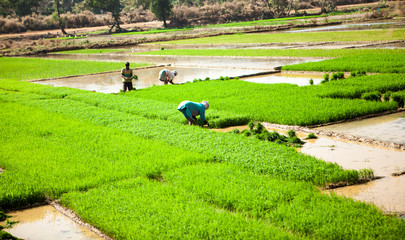 Rice field. India farmers grow fig. Rhys plantations
