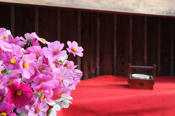 京都のコスモス