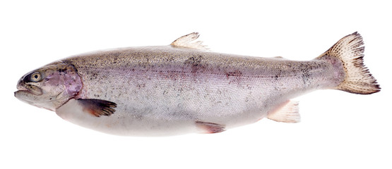 large rainbow trout on white