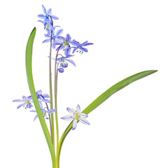 blue scilla flowers with green leaves