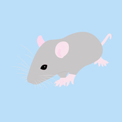 Pet Rat. Decorative rat. Domestic rat. cute Rat. cute Pet