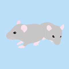 Pet Rat. Decorative rat. Domestic rat. cute Rat. cute Pet