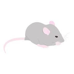 Pet Rat. Decorative rat. Domestic rat. cute Rat. cute Pet