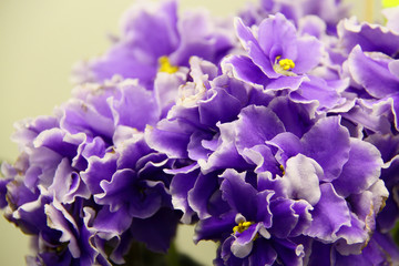 Beautiful Saintpaulia or Uzumbar violet. Indoor flowers. Natural floral background.