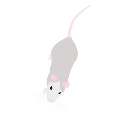 Pet cute Rat. cute Decorative rat. Domestic rat on a white background