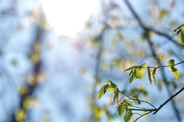 The green leaves and blossoms of a hornbeam tree in spring on a beautiful sunny morning with blue sky in Nuremberg, Germany, in April 2019