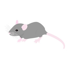 Pet cute Rat. cute Decorative rat. Domestic rat on a white background
