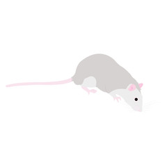 Pet cute Rat. cute Decorative rat. Domestic rat on a white background