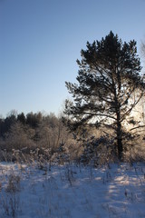 Graphics of branches against the background of the winter sky