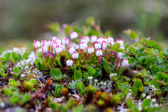 Cassiope hypnoides flowers, close-up view