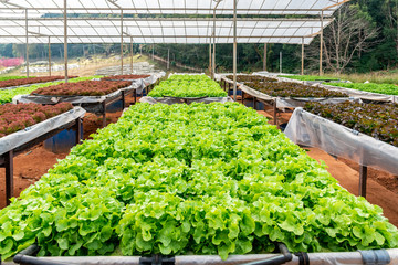 Hydroponic vegetable in hydroponic system farm plantation ready for harvesting.
