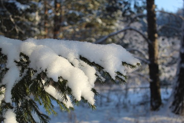 Snow-covered branches of spruce close-up