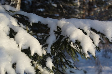Snow-covered branches of spruce close-up