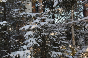 Snow-covered branches of spruce close-up