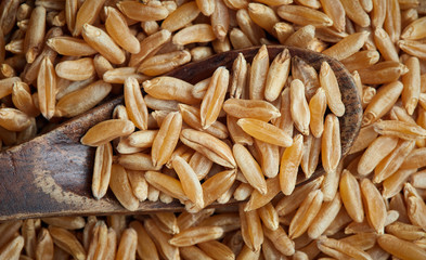 Khorasan wheat or kamut (Triticum turgidum) in wooden bowl spoon