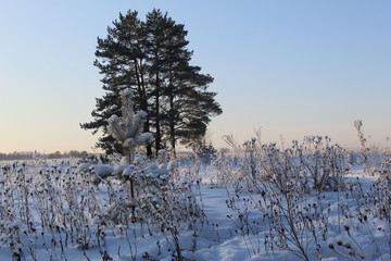 Graphics of branches against the background of the winter sky