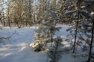 The little Christmas tree is cold in winter