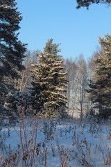 Snowy decoration of the Ural forest