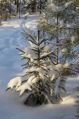 The little Christmas tree is cold in winter