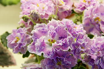 Beautiful Saintpaulia or Uzumbar violet. Indoor flowers. Natural floral background.