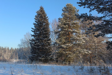 Snowy decoration of the Ural forest