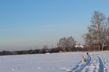 Dogs on a walk in the winter out of town