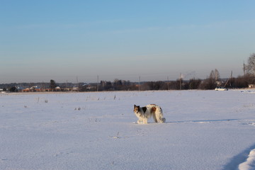 Dogs on a walk in the winter out of town