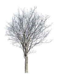 bare winter isolated dense maple