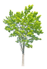 large bright green maple tree on white