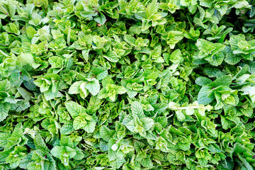 Fresh mint leaves sold on moroccan market in Marrakech © eunikas