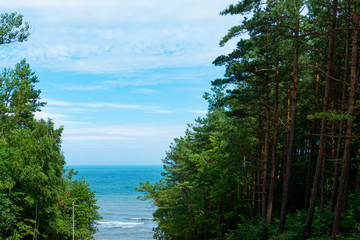 Morze Bałtyckie drzewa - obrazy, fototapety, plakaty